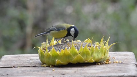 Birds pecking sunflower seeds from a sunflower lying in a manger in the autumn garden.