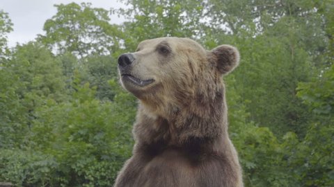 Brown Bear Close up Portrait. Eurasian brown bear (Ursus arctos arctos), also known as the European brown bear.