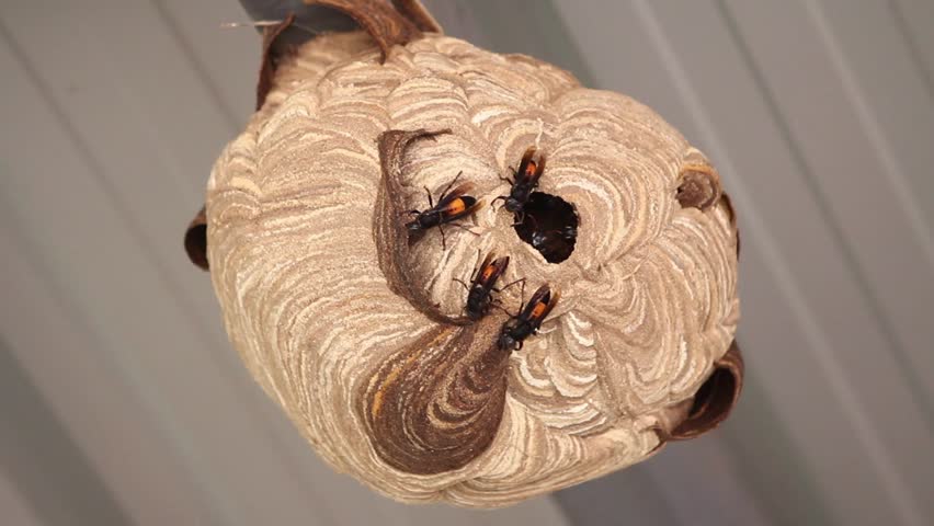 wasp Nest created for living. And embryo protection