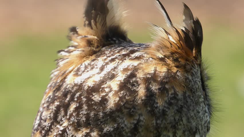 great horned owl looking and blinking 4k close