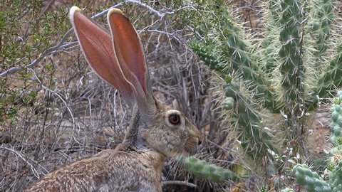 Profile of antelope jackrabbit, nose twitching, long, oversized ears, lit by sun displaying  network of blood vessels that help hare stay cool in extremely hot, Arizona desert summer. 4K UHD 3840x216
