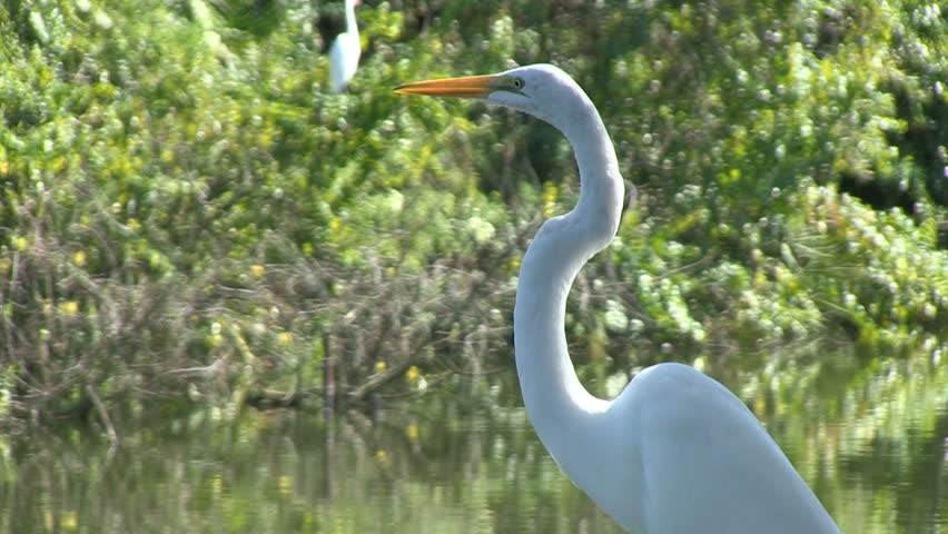 White egret