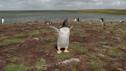 A Gentoo penguin rapidly flapping its wings to cool dow and calling. Bluff Cove Falkland Islands.