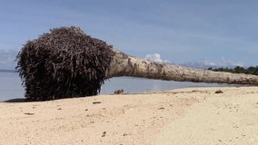 edited video,  a palm tree uprooted by the strength of typhoon haiyan that hit the village in 2013 on the sandy beach of Sulangan, Eastern Samar, Philippines