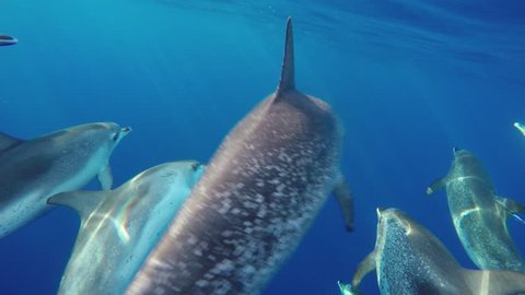 4K. Submarine. Group of bottlenose dolphins, Tursiops truncatus, playing in the Atlantic Ocean.