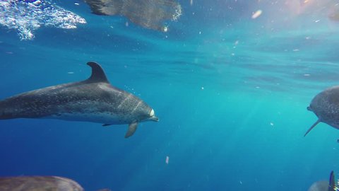 4K. Submarine. Group of bottlenose dolphins, Tursiops truncatus, playing in the Atlantic Ocean.