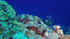 Scorpionfish and Lionfish. Picture of scorpionfish and lionfish in the tropical reef of the Red Sea, Dahab, Egypt.