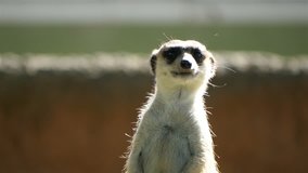 High quality video of meerkat in 4K