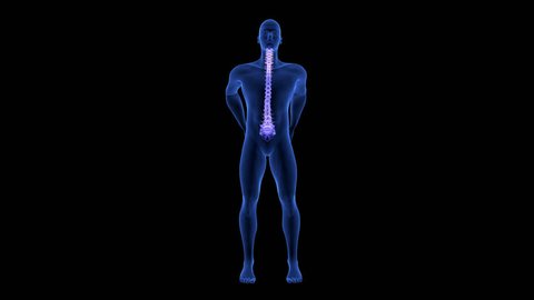 Spine Pain. Blue Human Anatomy Body 3D scan render on black background - seamless loop