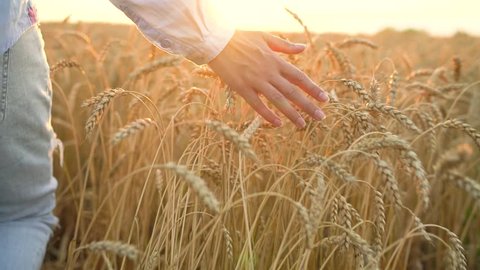 Female hand touching wheat on the field in a sunset light. Slow motion