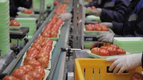 Workers on line of packing fresh tomatoes in trays line inside factory. red fresh vegetables in box. uniform, gloves weigh, watch for transportation, control process indoors. Agricultural products