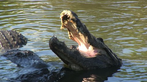 Alligator with mouth open