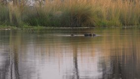 Hippo in the Okavango Delta (Botswana) as 4k UHD footage