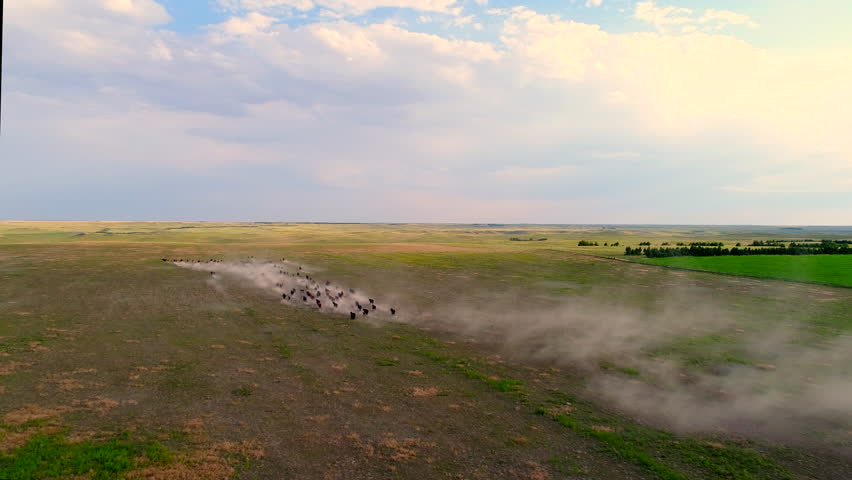 Aerial view of cattle running on dry dusty field in Nebraska