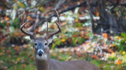 Стоковое видео: Whitetail Deer mature buck in October