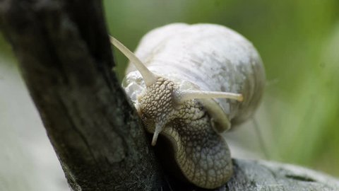 A snail explores the branches of a tree in search of food