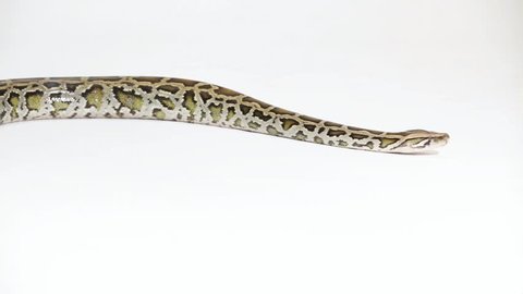 giant snake crawls through the picture white background