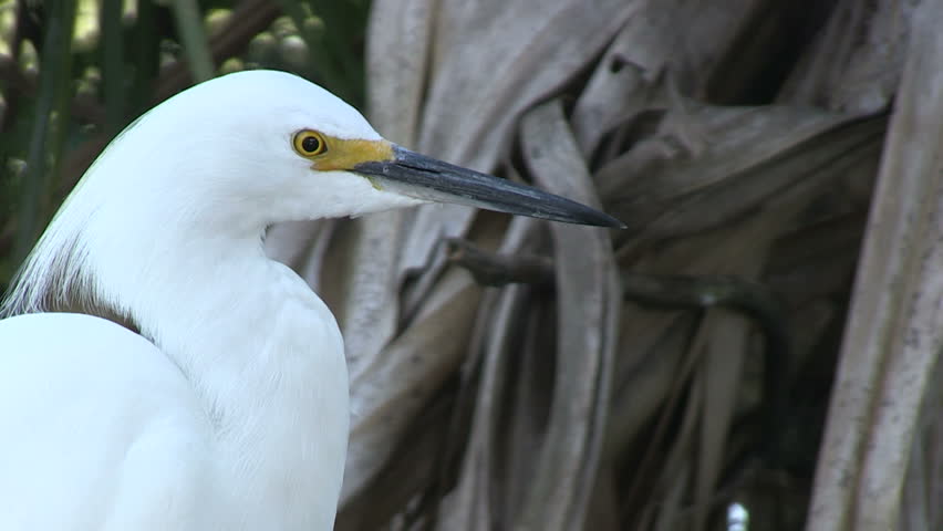 The head of an egret