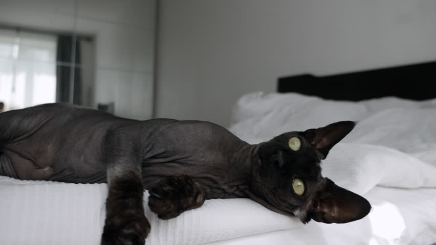 black hairless cat