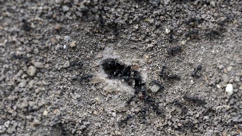 Closeup Black ant walk to nest.