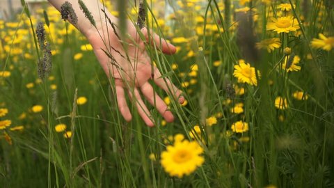A close-up shot of a woman running her hand through meadow with Cota tinctoria and field grasses on a summer day.