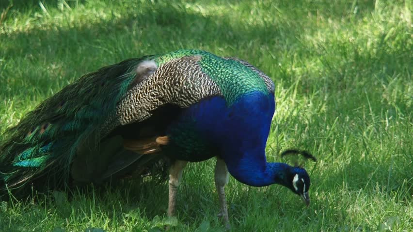 Peacock up in Meadow, Picks, Stock Footage Video (100% Royalty-free ...