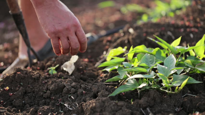 Farmer with hoe weeding field with young growth of sweet potato at organic farm. Closeup man
