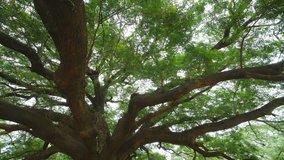 panning shot Video of big branch of Giant Monky Pod Tree in Kanchanaburi, Thailand