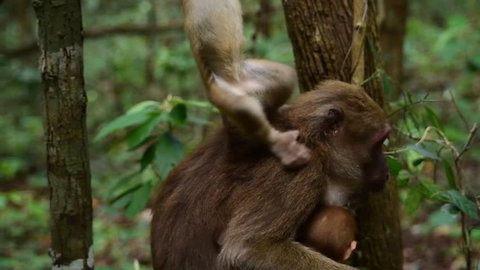 Assam macaque,monkey