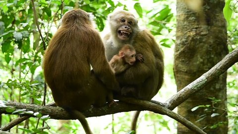 Assam macaque,monkey