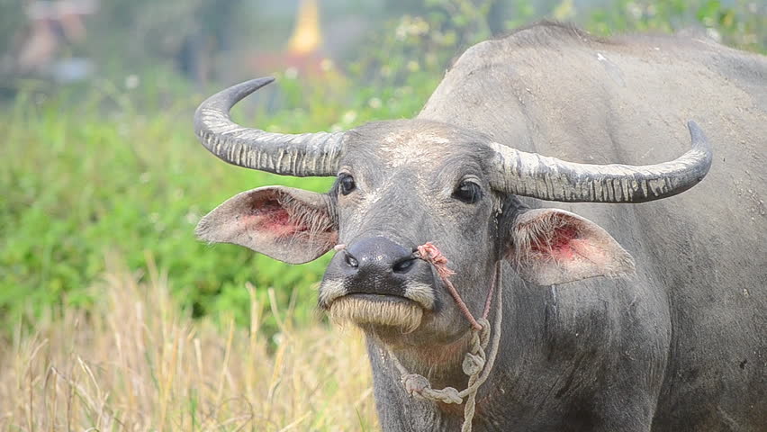 asia buffalo eating grass in country farm of thailand Southeast asia