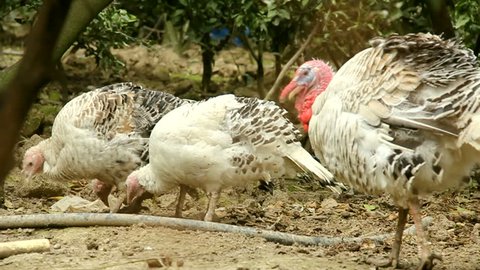 Group of turkey hens eating food in a garden. Village life
