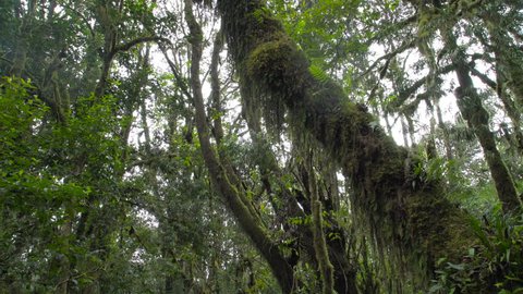 Rain forest tree trunk covered with moss.Tropical forest. Jungle. Kilimanjaro rainforest. Tree liana. Fresh green forest. Mother earth. Home.Tree detail. Tropical mountain forest. 4K Video
