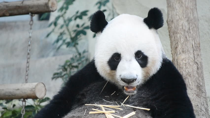 cute panda bear eating carrot