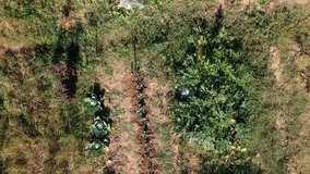 Organic garden, aerial video. Organic garden drone footage. Organic gardening. Gardening aerial footage. Plants organic vegetables aerial view.
