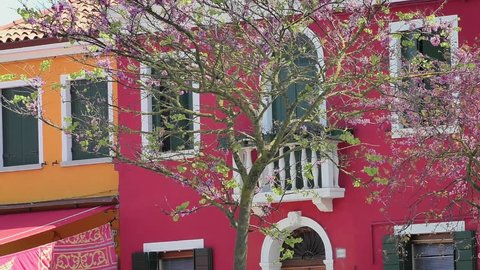 Colorful facades on Burano in spring - Flowering plum - Loop