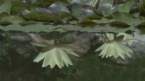 White water lily in a pond. Lotus flower. Waterlilly background. Waterlillies video footage