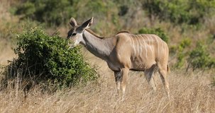 A female kudu antelope (Tragelaphus strepsiceros) feeding on a bush, Kruger National Park, South Africa