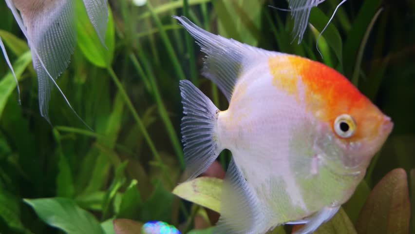 angel fish tropical