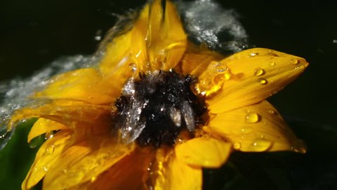 Heavy water spray falling on sunflower in slow motion. Closeup shot of beautiful nature flower in sunny day. Shooting with high-speed camera.