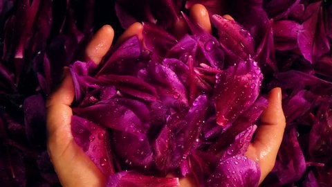 Woman enjoying the petals of purple peony flower and falling water drops in her hands. Slow motion. Shooting with high-speed camera. Stock Video
