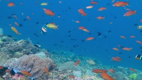 Coral reef with school of colorful small fish - anthias, damselfish. Coral in shallow blue water with fish soup captured during scuba diving.