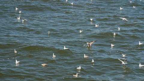Seagulls flying and swimming in the Baltic sea, slow motion.