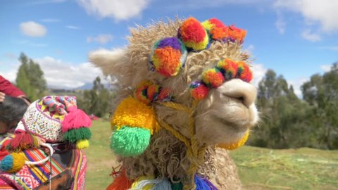 Peruvian Alpaca in traditional Colorful clothes.  
