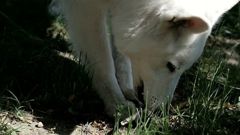 A dog gnawing a stick close up shot
