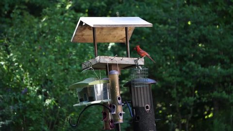 A male and female cardinal eating from a bird feeder.