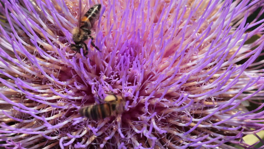 bees collect honey from a flower