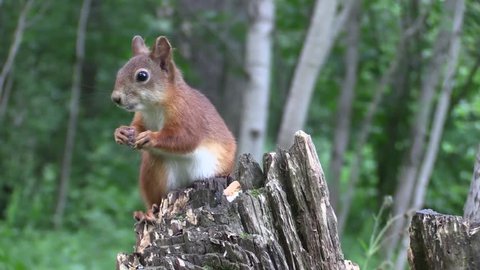Squirrel on a stump. 