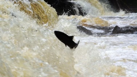 Sockeye Salmon (Oncorhynchus nerka) jumping a waterfall obstruction on an Alaskan river. Heavy rains, more water the salmon use this to their advantage to navigate upstream. Slow-motion 25% speed.