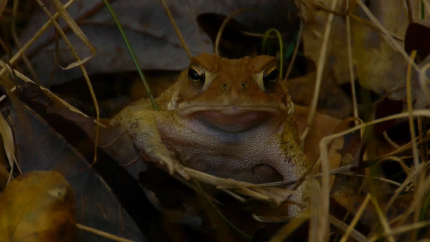 Yellow toad hiding in grass close up HD 1080p